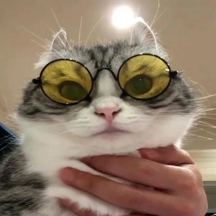 Кот по кличке Комaру с белой грудкой и серо-чёрными полоскамина теле в очках с жёлтыми линзами смотрит прямо в камеру